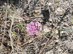 Castilleja exserta