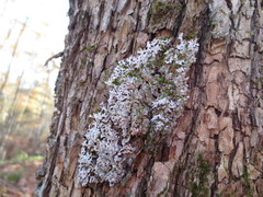 Physconia subpallida