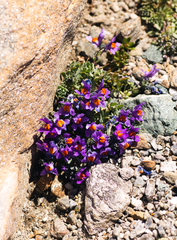 Linaria alpina alpina