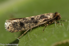 Morophaga morellus