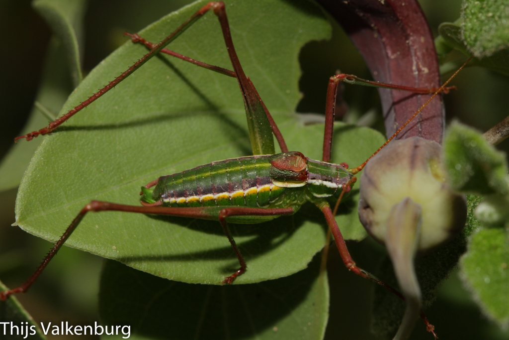 Odontura glabricauda