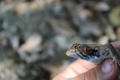Sceloporus horridus