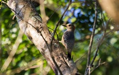 Melanerpes pygmaeus