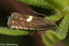 Grapholita lunulana