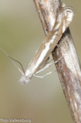 Isophrictis lineatellus