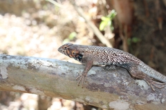 Sceloporus horridus