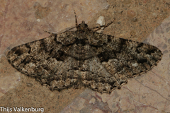 Peribatodes ilicaria