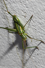 Odontura glabricauda