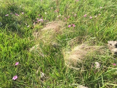 Agrostis montevidensis