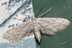 Idaea longaria