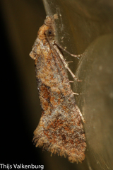 Cochylidia heydeniana