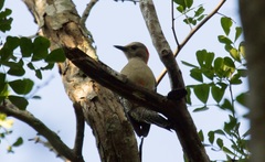 Melanerpes pygmaeus