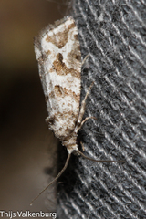Lobesia littoralis