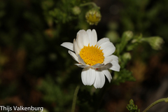 Anthemis maritima