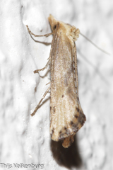 Cochylimorpha decolorella