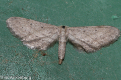 Idaea longaria