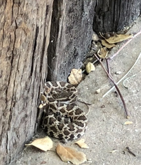 Crotalus oreganus helleri