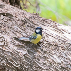 Parus major