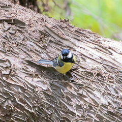 Parus major