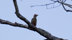 Melanerpes pygmaeus