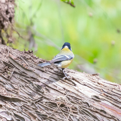 Parus major
