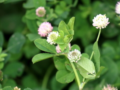 Trifolium glanduliferum
