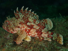 Scorpaena notata