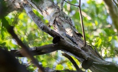 Melanerpes pygmaeus