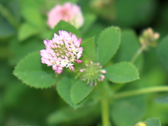 Trifolium glanduliferum