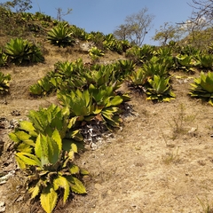 Agave cupreata