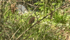 Erithacus rubecula