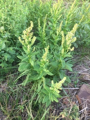 Pterocaulon polystachyum