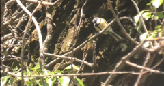 Parus major
