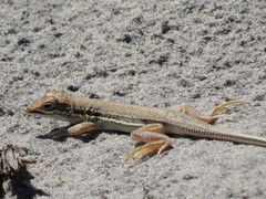 Meroles ctenodactylus