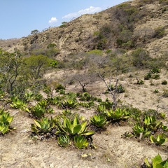 Agave cupreata