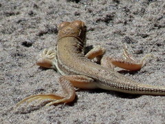 Meroles ctenodactylus