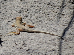 Meroles ctenodactylus