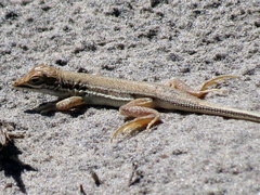 Meroles ctenodactylus