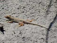 Meroles ctenodactylus