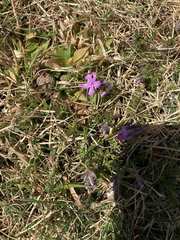 Phlox