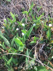 Commelina platyphylla