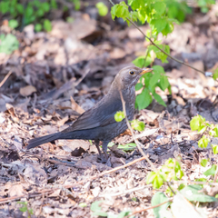 Turdus merula