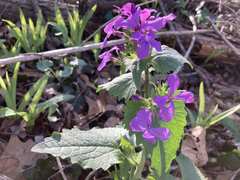 Lunaria annua