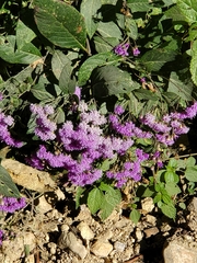 Vernonia bealliae
