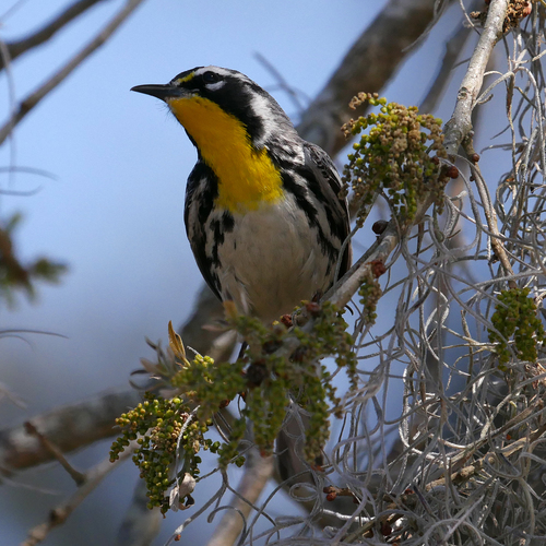 Yellow-throated Warbler