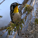 Yellow-throated Warbler - Photo (c) Soheil Zendeh, some rights reserved (CC BY-NC-SA)