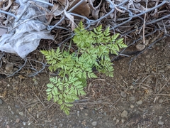 Conium maculatum