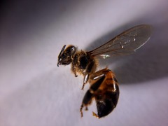 Apis mellifera