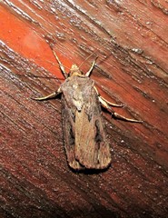 Agrotis robusta