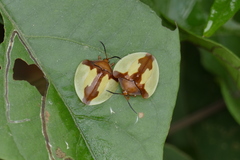 Paraselenis aulica